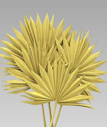 Mini Palm Sun Spear